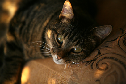 cat%20portrait.jpg