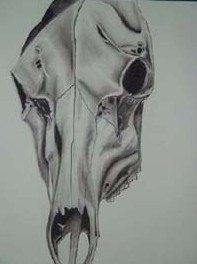 cow%20skull.jpg
