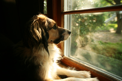 dog%20portrait.jpg