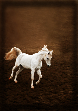 horse%20portrait.jpg