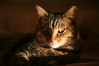 pet%20portrait.jpg